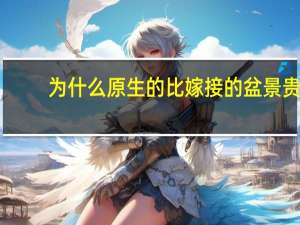 为什么原生的比嫁接的盆景贵