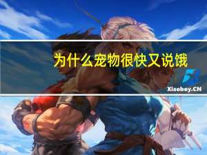 为什么宠物很快又说饿