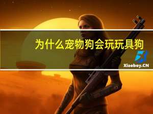 为什么宠物狗会玩玩具狗