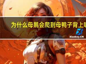 为什么母鹅会爬到母鸭子背上呢
