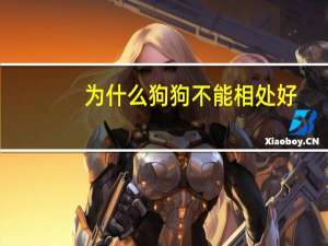 为什么狗狗不能相处好