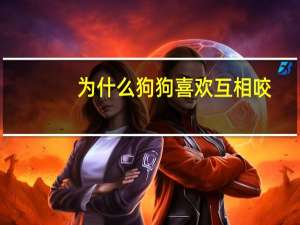 为什么狗狗喜欢互相咬
