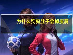 为什么狗狗肚子会掉皮屑