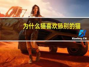 为什么猫喜欢舔别的猫
