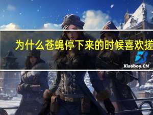为什么苍蝇停下来的时候喜欢搓脚