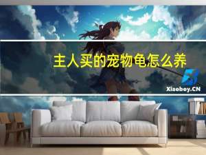主人买的宠物龟怎么养