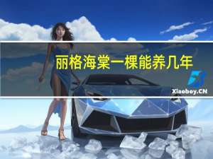 丽格海棠一棵能养几年