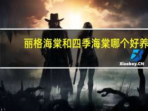 丽格海棠和四季海棠哪个好养