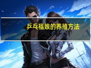 乒乓福娘的养殖方法