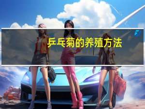 乒乓菊的养殖方法