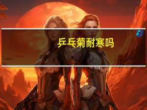 乒乓菊耐寒吗