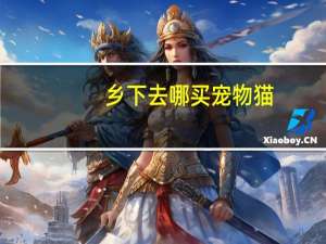乡下去哪买宠物猫