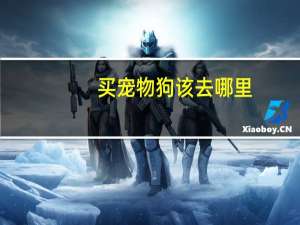 买宠物狗该去哪里