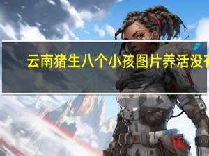 云南猪生八个小孩图片养活没有（云南猪生八个小孩）