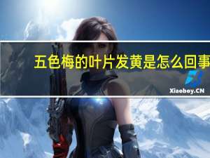 五色梅的叶片发黄是怎么回事