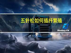 五针松如何插扦繁殖