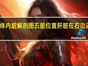 人体内脏解剖图五脏位置肝脏在右边还是左边（人体内脏解剖图）