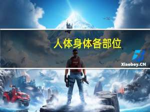 人体身体各部位,用英语怎么翻译