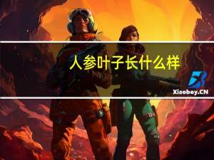 人参叶子长什么样