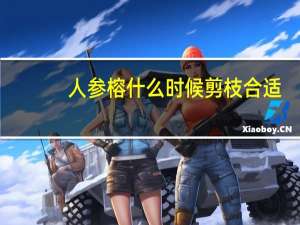 人参榕什么时候剪枝合适