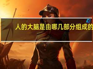 人的大脑是由哪几部分组成的
