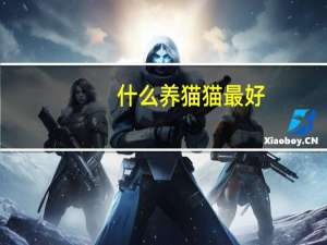 什么养猫猫最好