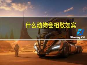 什么动物会相敬如宾（相敬如宾的动物是什么动物）