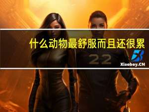 什么动物最舒服而且还很累（什么动物日起了舒服）
