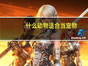 什么动物适合当宠物