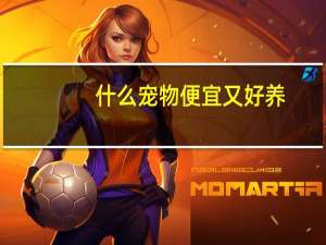 什么宠物便宜又好养