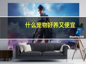 什么宠物好养又便宜