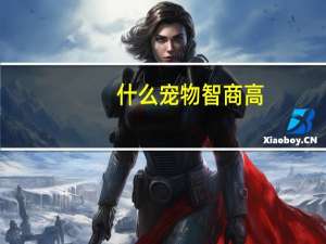 什么宠物智商高