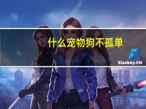 什么宠物狗不孤单