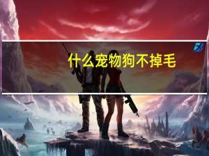 什么宠物狗不掉毛