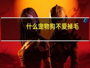 什么宠物狗不爱掉毛