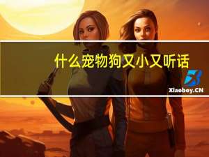 什么宠物狗又小又听话
