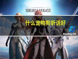 什么宠物狗听话好