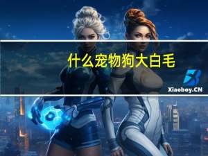 什么宠物狗大白毛