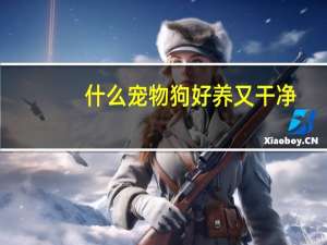 什么宠物狗好养又干净