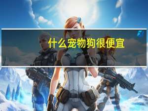 什么宠物狗很便宜