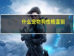 什么宠物狗性格温驯