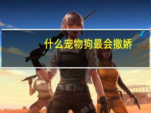什么宠物狗最会撒娇