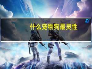 什么宠物狗最灵性