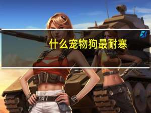 什么宠物狗最耐寒
