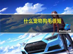 什么宠物狗毛很短