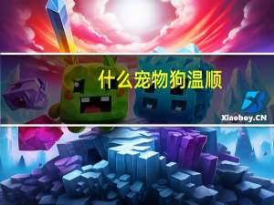 什么宠物狗温顺