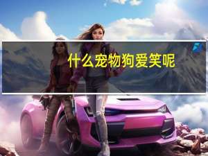 什么宠物狗爱笑呢