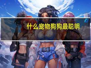 什么宠物狗狗最聪明