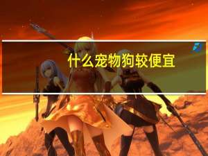 什么宠物狗较便宜