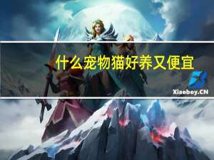 什么宠物猫好养又便宜